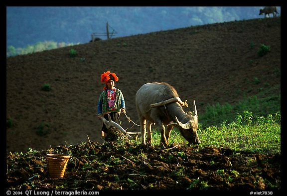 Dzao woman using a water buffao to plow a field, near Tuan Giao. Northwest Vietnam