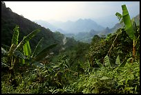 Banana leaves and mountains, between Lai Chau and Tam Duong. Northwest Vietnam (color)