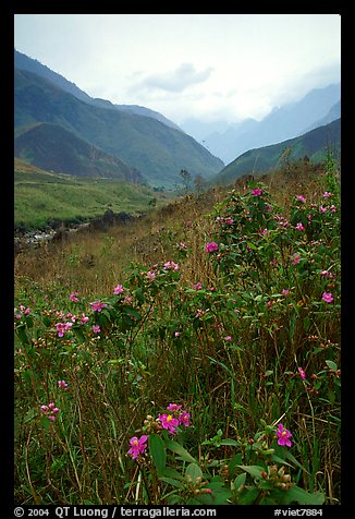 Wildflowers and mountains in the Tram Ton Pass area. Northwest Vietnam (color)
