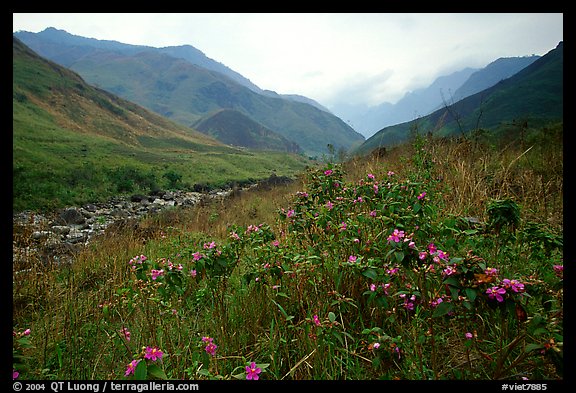 Wildflowers and mountains in the Tram Ton Pass area. Sapa, Vietnam