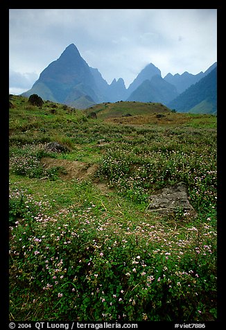 Wildflowers and peaks in the Tram Ton Pass area. Sapa, Vietnam (color)