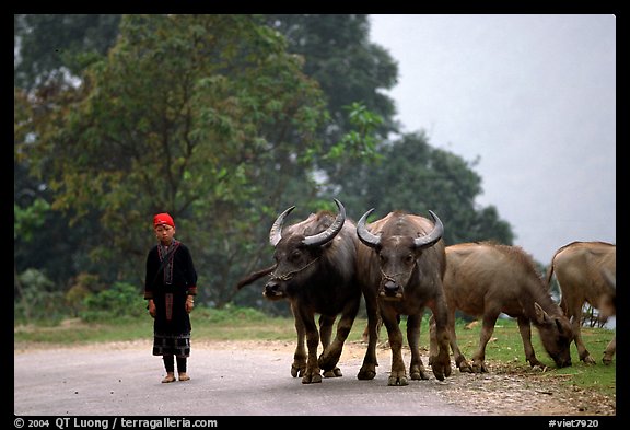 Boy keeping water buffaloes. Sapa, Vietnam (color)