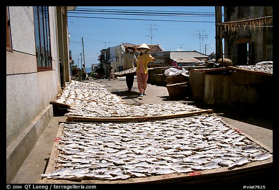 Women carrying a panel of dried fish. Vung Tau, Vietnam (color)