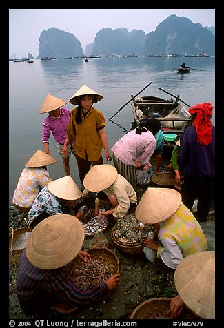 Women gathering around fresh fish catch. Halong Bay, Vietnam
