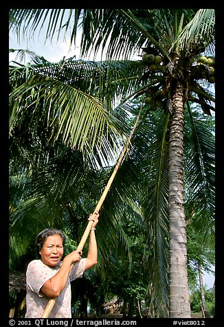 Woman harvesting coconut fruit. Ben Tre, Vietnam