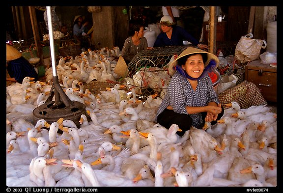 Live ducks for sale, district 6. Cholon, Ho Chi Minh City, Vietnam (color)