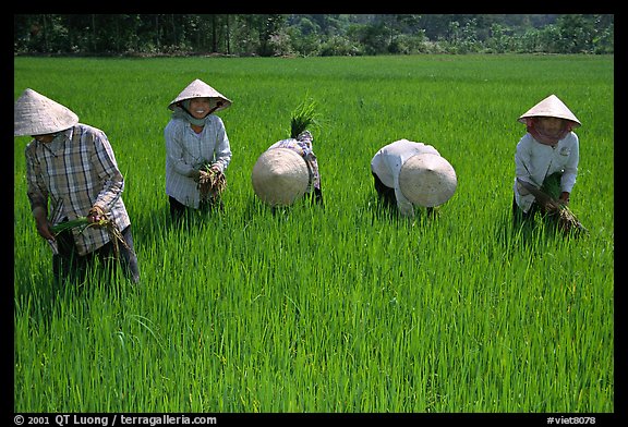 Labor-intensive rice cultivation, Ben Tre. Mekong Delta region, Vietnam