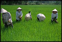 Labor-intensive rice cultivation. Ben Tre, Vietnam