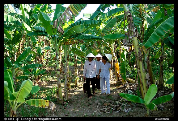 Banana tree plantation in the fertile lands. Ben Tre, Vietnam (color)