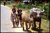 Children walk water buffalos,  very placid and strong animals. Mekong Delta, Vietnam (color)