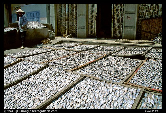 Fish being dried. Vung Tau, Vietnam (color)