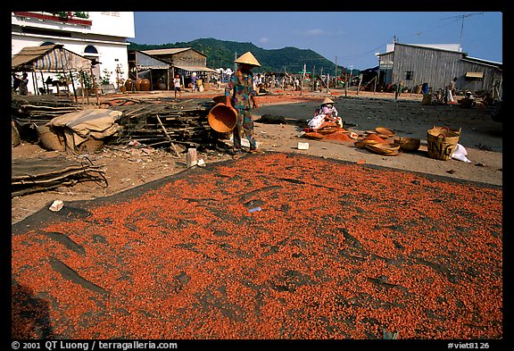 Shrimp being dried. Ha Tien, Vietnam