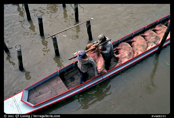 Transporting live pigs, near Phung Hiep. Can Tho, Vietnam (color)