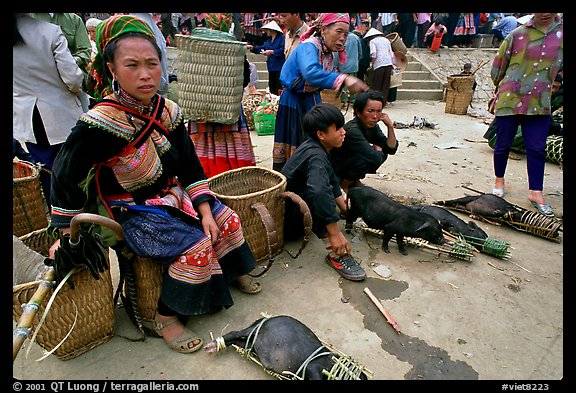 Pigs ready to be carried away for sale, sunday market. Bac Ha, Vietnam (color)