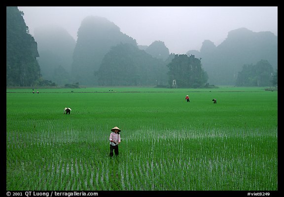 Villagers working in rice fields among karstic mountains of Tam Coc. Ninh Binh,  Vietnam