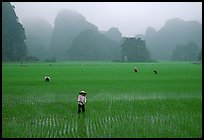 Villagers working in rice fields among karstic mountains of Tam Coc. Ninh Binh,  Vietnam (color)