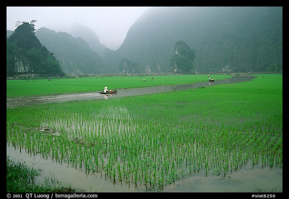 Rice fields, river, and misty mountains of Tam Coc. Ninh Binh,  Vietnam
