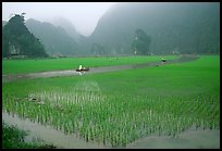 Rice fields, river, and misty mountains of Tam Coc. Ninh Binh,  Vietnam (color)