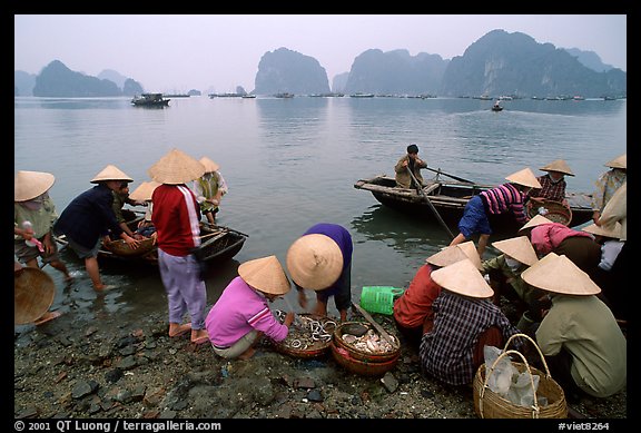 Fresh catch. Halong Bay, Vietnam (color)