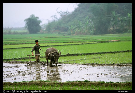 Working the rice field with a water buffalo in the mountains. Vietnam (color)