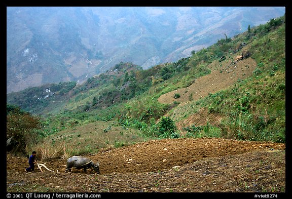 Working on a hill side with a water buffalo. Sapa, Vietnam