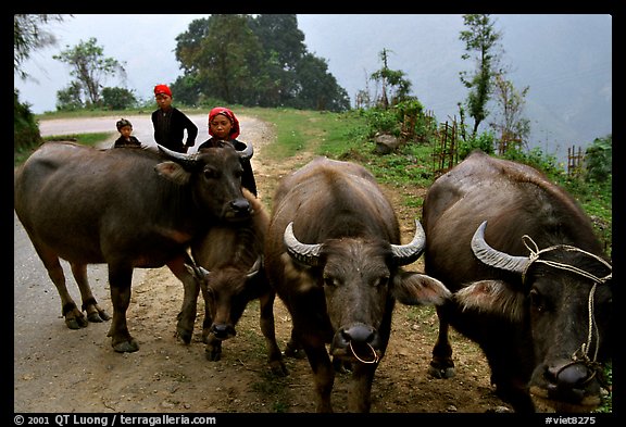 Water buffalo and mountain children. Sapa, Vietnam
