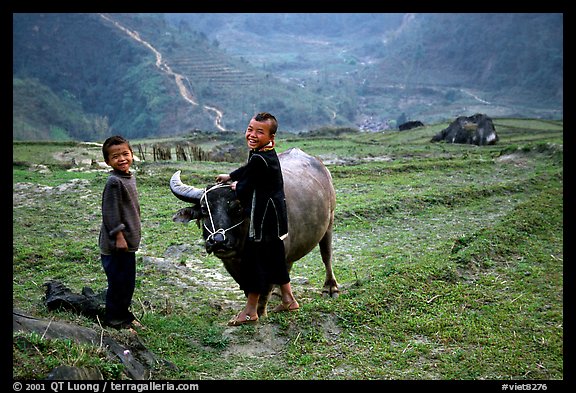 Playing with the water buffalo. Sapa, Vietnam (color)