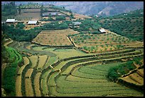 Dry terraced hills and village. Bac Ha, Vietnam (color)