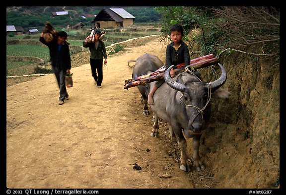 Returning from the fields with the buffalo. Bac Ha, Vietnam