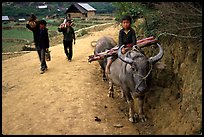 Returning from the fields with the buffalo. Bac Ha, Vietnam (color)