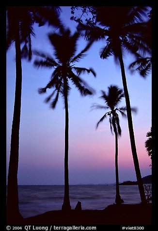 Palm trees swaying in the breeze at sunset. Hong Chong Peninsula, Vietnam