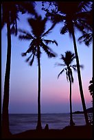 Palm trees swaying in the breeze at sunset. Hong Chong Peninsula, Vietnam ( color)