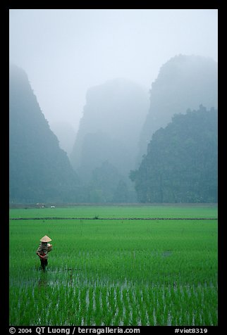 Woman tending to the rice fields, with a background of karstic cliffs in the mist. Ninh Binh,  Vietnam