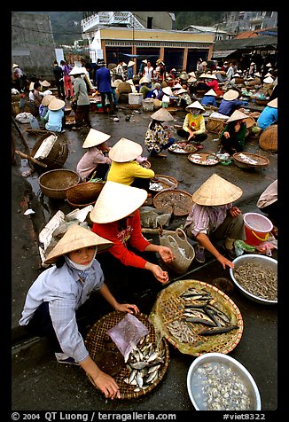 Fish market, Hong Gai. Halong Bay, Vietnam