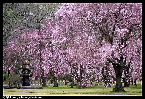 Cherry trees in bloom, Kyoto, Japan. 